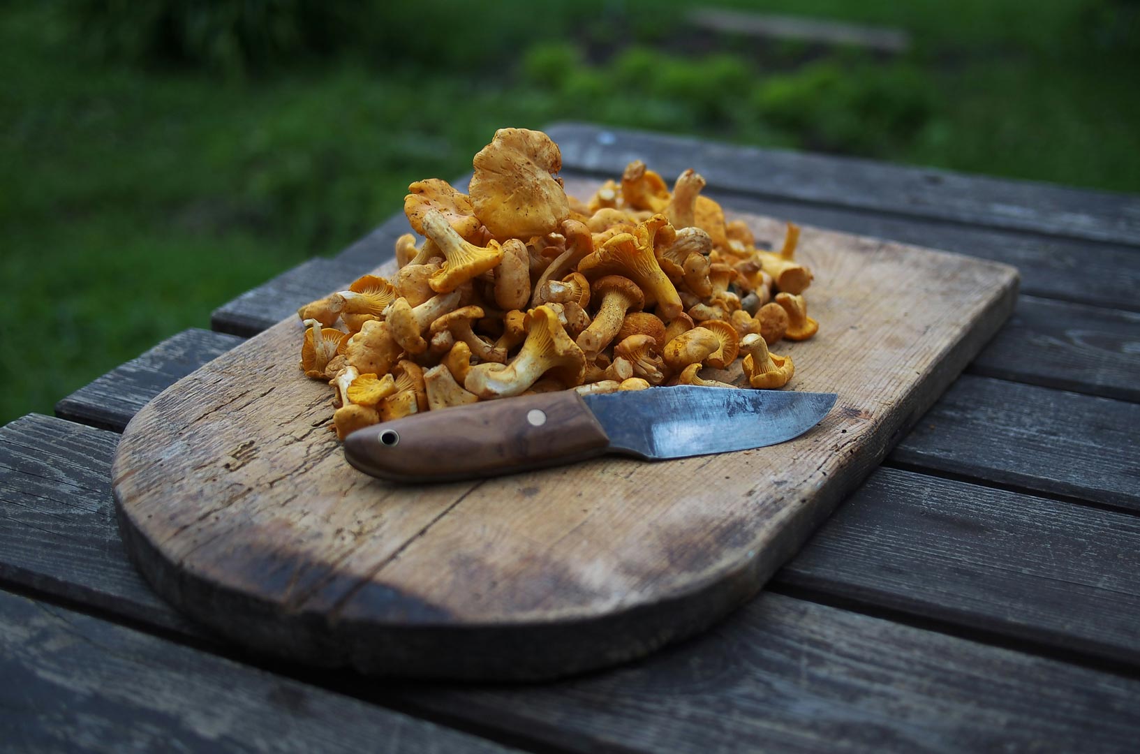 chanterelles