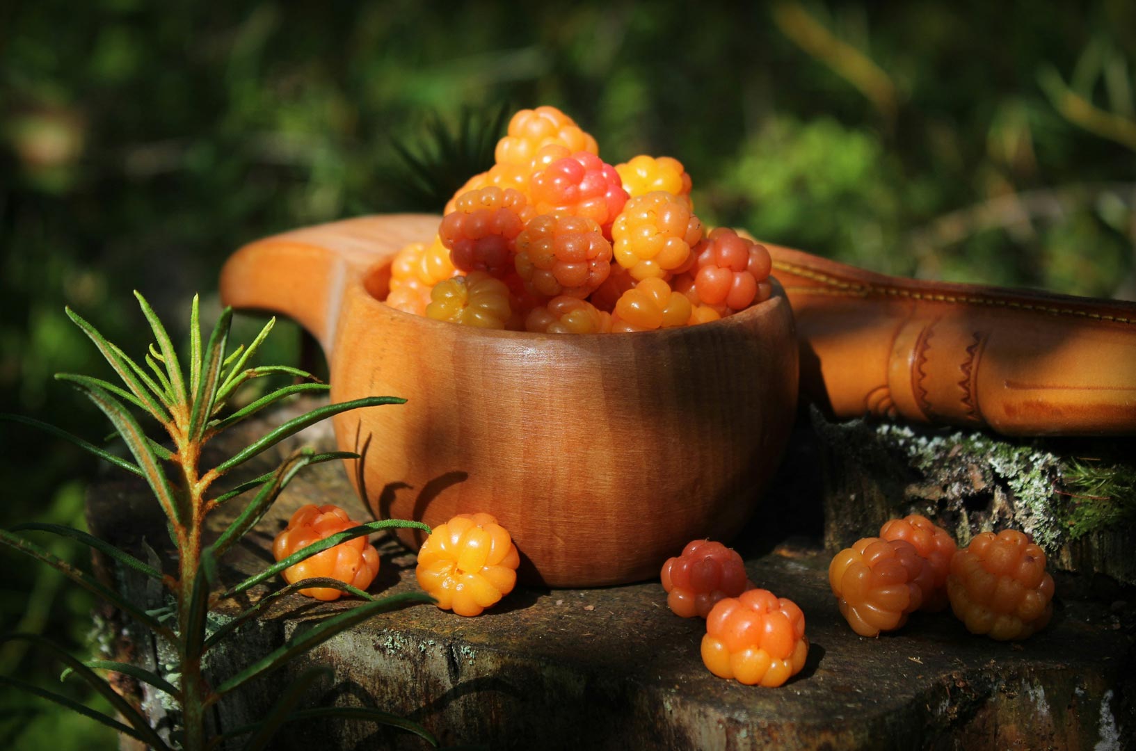 fresh cloudberries in the kuksa