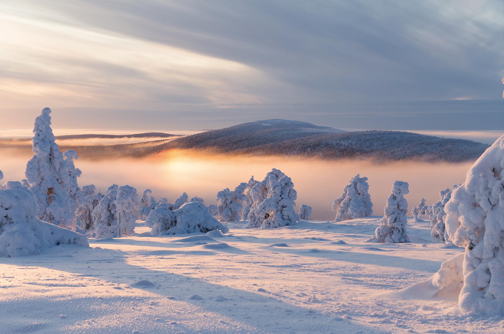 snow forest in lapland