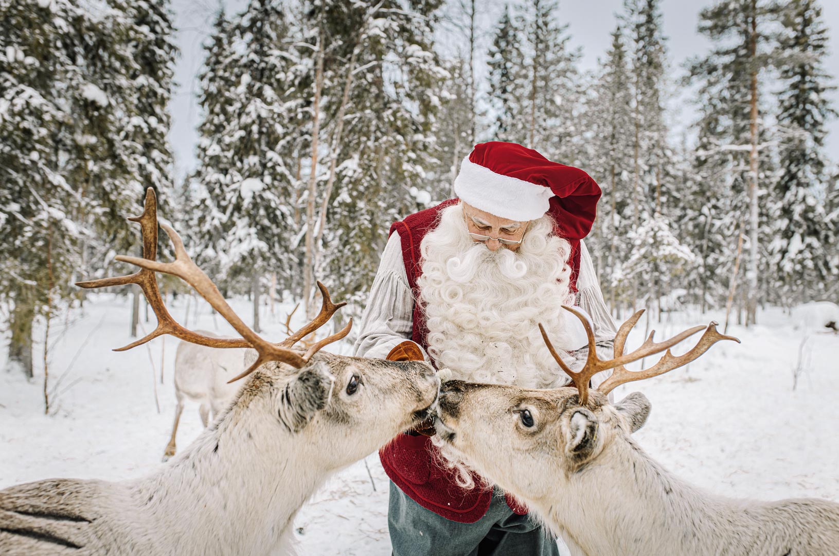 santa claus and reindeers in lapland