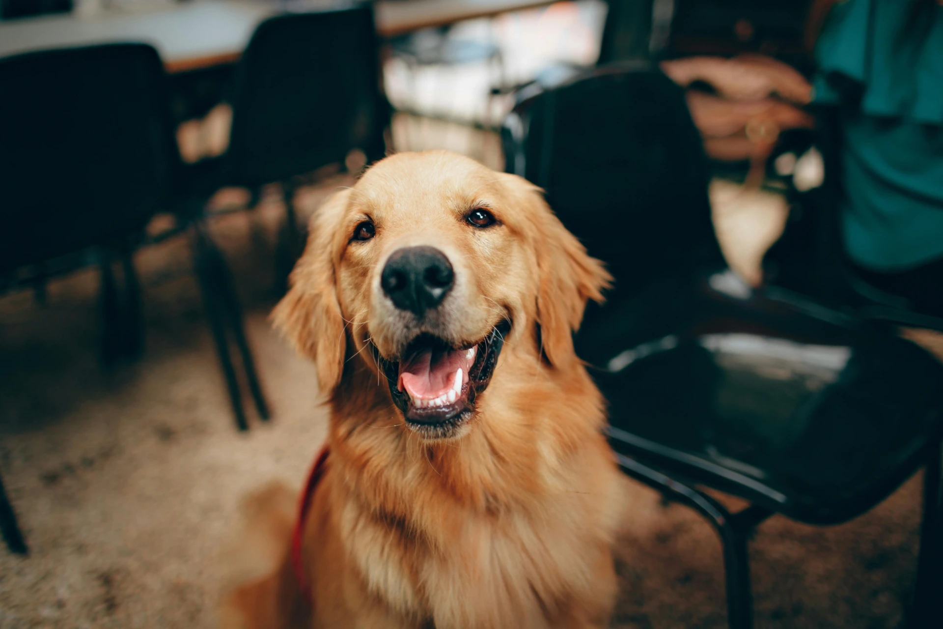 dog-friendly restaurants in helsinki