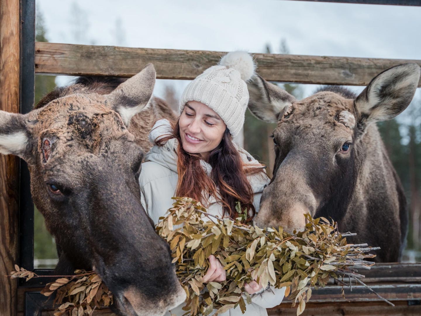 moose and deer zoo in finland - hirvikartano